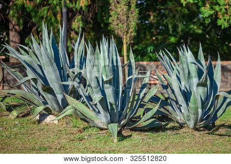 Agave Plant In The Zugdidi Park Of Dadiani. Georgia.