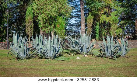 Agave Plant In The Zugdidi Park Of Dadiani. Georgia.
