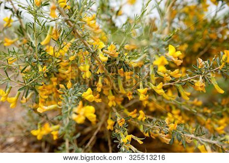 Yellow Flower In The Mountains Of Altai, A Camel Thorn. Desert Plant