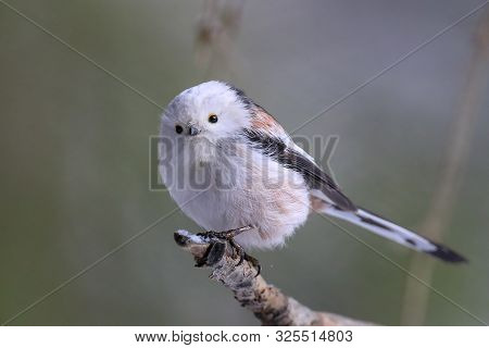 Long Tailed Tit Is White Lively Bird