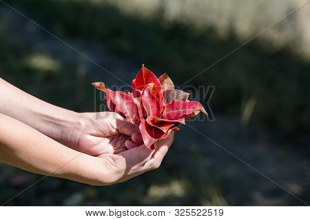 Autumn Leaves In The Hands Of A Woman.