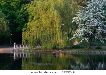 Sera nel parco