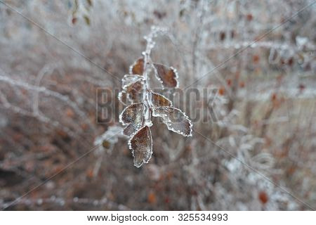 Air Hoar Frost On Branch Of Spirea In Winter