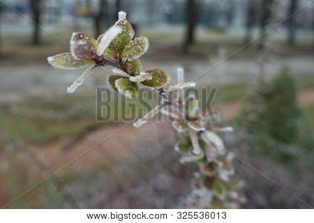 Cover Of Ice On Branch Of Barberry In Winter
