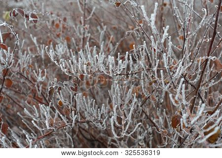 Hoar Frost Crystals On Branches In Winter