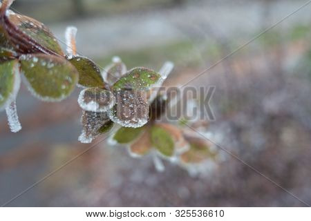Ice Crystals On Branch Of Barberry In Winter
