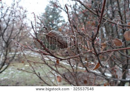 Rime Ice On Whitebeam Leaf In Winter