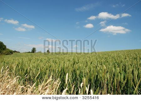 Kornmarker med træer i horisonten