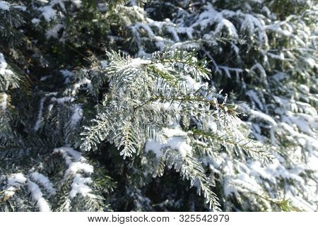 Branches Of Yew Covered With Hoar Frost And Snow