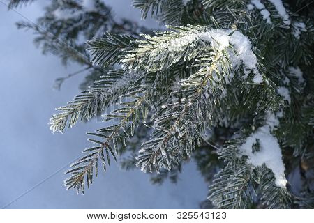 Closeup Of Yew Branches Covered With Hoar Frost And Snow In Winter
