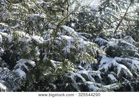 Foliage Of Yew Covered With Hoar Frost And Snow