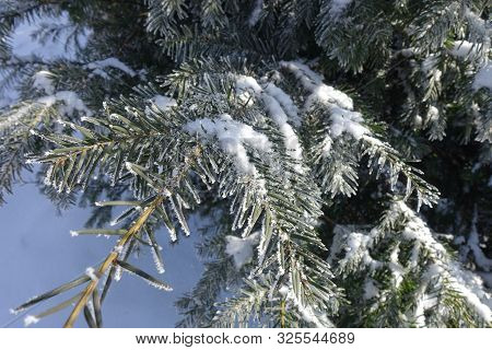 Hoar Frost On Branches Of Yew In Winter