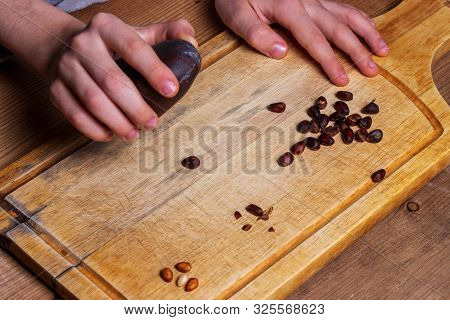 The Child Removes The Cedar Nut Kernel From The Shell. Hand Holds A Black Stone. Inshell Siberian Pi
