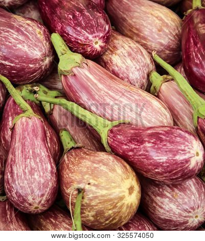 Fresh Purple Aubergine, Bingal Or Egg Plant Used In Cooking As Vegetable,