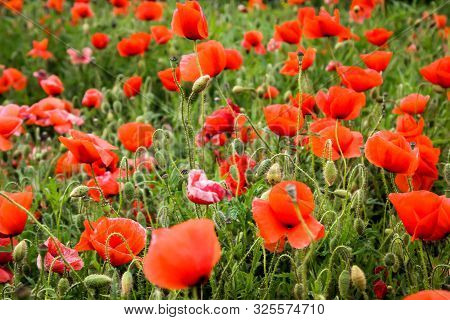 Red Long-headed Poppy Field, Blindeyes, Papaver Dubium. Flower Bloom In A Natural Environment.