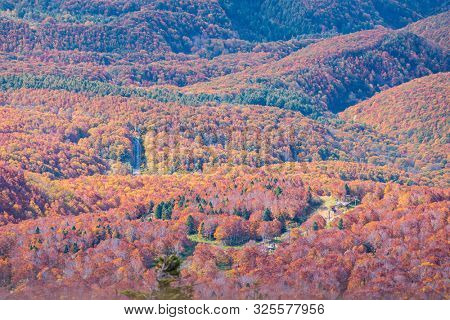 Aerial view of red leaf autumn fall season for Forest wodland From Hakkoda Mountain in Aomori Tohoku Japan