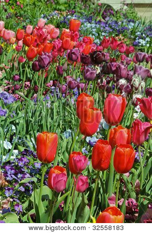 Tantas tulipas, tão pouco tempo