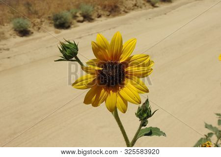 A Beautiful Sunflower, Bloomed Along An Old Dirt Road, Mojave Desert, California.