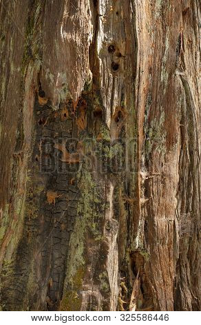 Moss Growing On A Redwood Piine Tree In Yosemite
