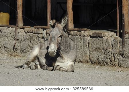 Wild Burro Resting, Mojave County, Oatman, Arizona.