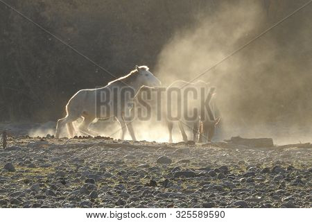 Wild Horses Playing On The Banks Of The Salt River, Arizona.