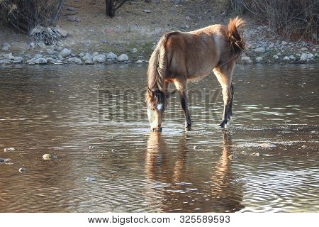 Wild Horse Foraging For Eelgrass In The Waters Of The Salt River, Mesa, Arizona.