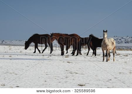 Wild Horses Of The Navajo Nation, Northeastern Arizona.