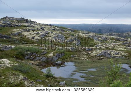 Murmansk, Algae Thrown Surf, Shore Of The Arctic Ocean, Sredniy Peninsula