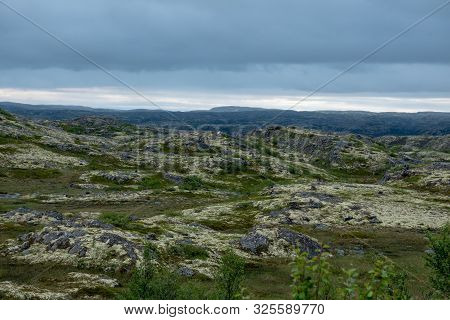 Murmansk, Algae Thrown Surf, Shore Of The Arctic Ocean, Sredniy Peninsula