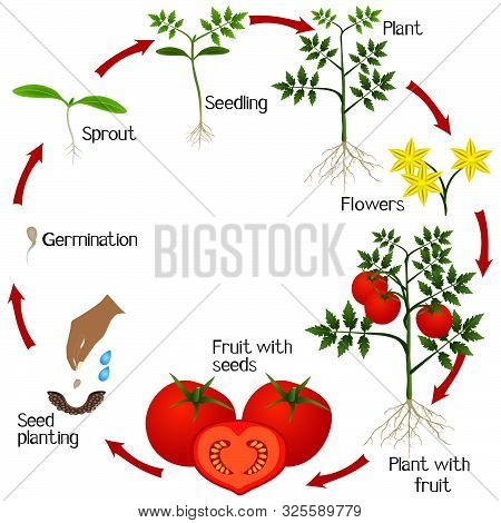 Cycle Of Growth Of A Tomato Plant On A White Background.