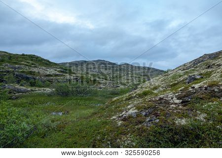 Murmansk, Algae Thrown Surf, Shore Of The Arctic Ocean, Sredniy Peninsula