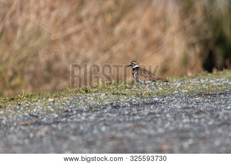 Killdeer Charadrius Vociferus , Delta, British Columbia, Canada