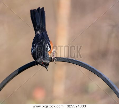 Spotted Towhee In Vancouver Bc Canada Close Up