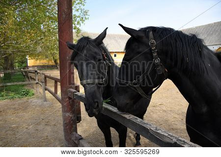 Portrait Of Two Beautiful Hungarian Gidran Horses In An Open, Outside Barn