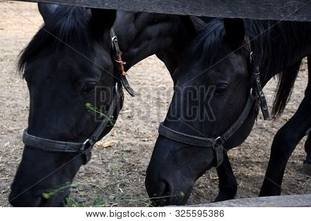 Portrait Of Two Beautiful Hungarian Gidran Horses In An Open, Outside Barn