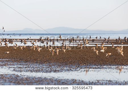 Flock Of Shorebird Dunlin, Delta, British Columbia, Canada.