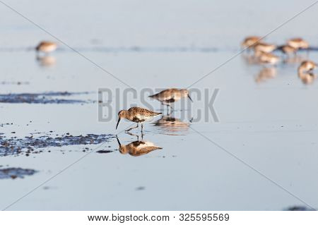 A Flock Of Shorebird Dunlin, Delta, British Columbia, Canada.