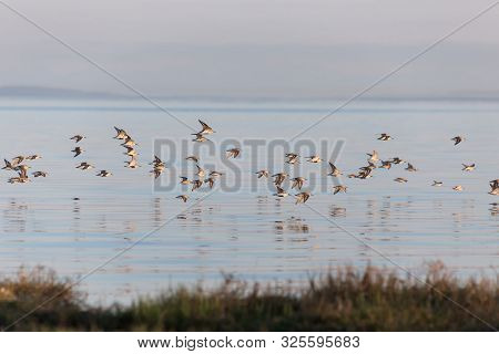 Flock Of Shorebird Dunlin, Delta, British Columbia, Canada.