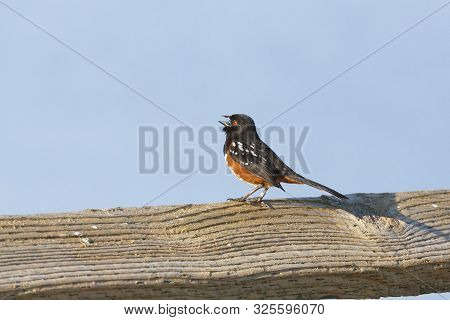 A Spotted Towhee, Vancouver Canada Close Up