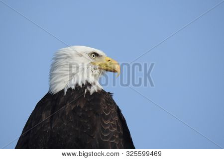 Bald Eagle, Whidbey Island, United States, Washington State.
