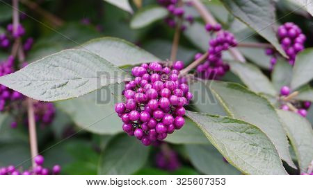 Callicarpa Japonica Or Japanese Beautyberry Branch With Leaves And  Large Clusters Purple Berries Cl