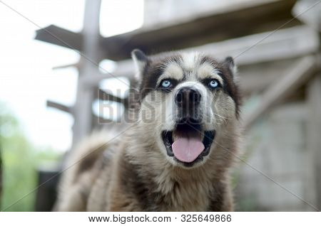 Arctic Malamute With Blue Eyes Muzzle Portrait Close Up. This Is A Fairly Large Dog Native Type