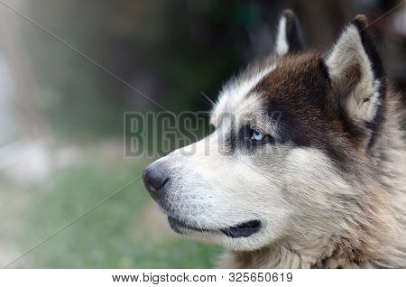 Arctic Malamute With Blue Eyes Muzzle Portrait Close Up. This Is A Fairly Large Dog Native Type