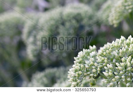 Lot Of Blooming Hylotelephium Telephium White Flowers With Green Leaves And Stems