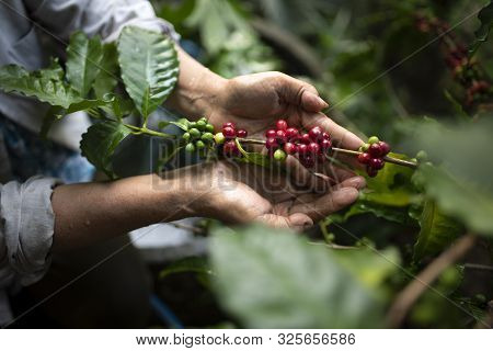 Arabica Coffee Berries With Agriculturist Handsrobusta And Arabica Coffee Berries With Agriculturist