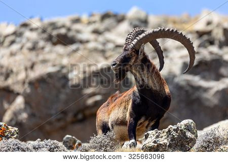 Rare Endemic Walia Ibex, Capra Walia, Only About 500 Individuals Survived In Simien Mountains In Nor