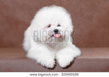 Yawning Dog Bichon Frize On A Brown Background In The Studio Lies And Shows Tongue