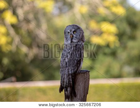 Great Grey Owl (strix Nebulosa). Night Birds Of Prey