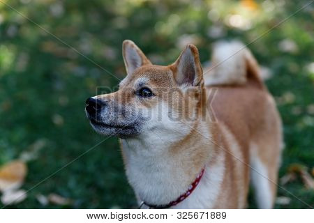 Fox Like Dog Shiba Inu Image Photo Free Trial Bigstock