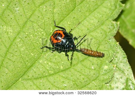 eine Nachstellung des Stinkbug ein anderes Insekt auf grÃ¼nes Blatt